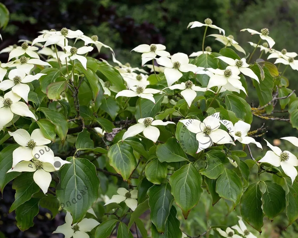 Cornus kousa chinensis - XL+