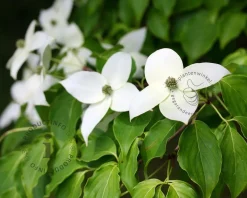 Cornus kousa 'Milky Way' - XL