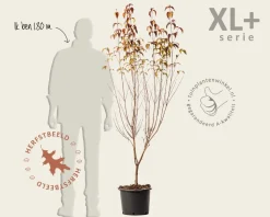 Cornus kousa 'Milky Way' - XL+