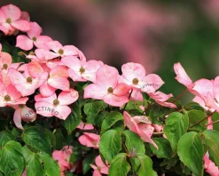 Cornus kousa 'Satomi'