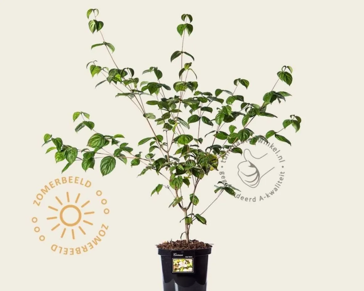 Cornus kousa 'Satomi'