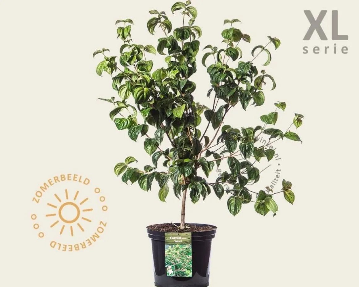 Cornus kousa 'Satomi' - XL