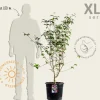 Cornus kousa 'Satomi' - XL+