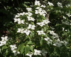 Cornus kousa 'Schmetterling'