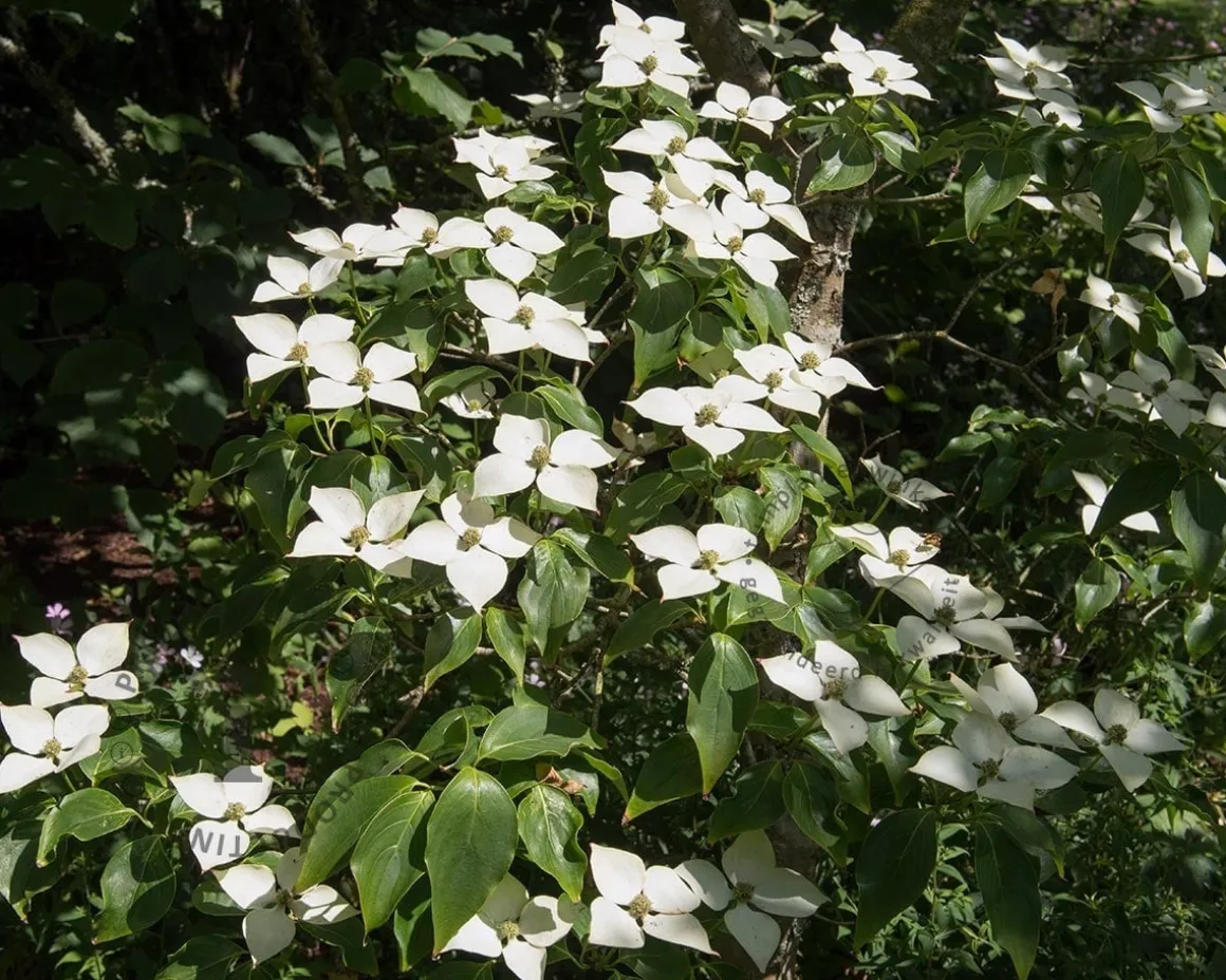 Cornus kousa 'Schmetterling'