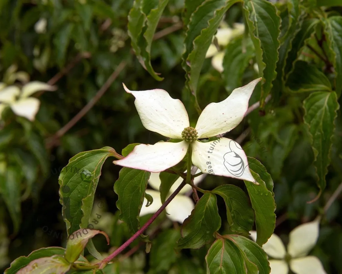 Cornus kousa 'Weisse Fontaine'