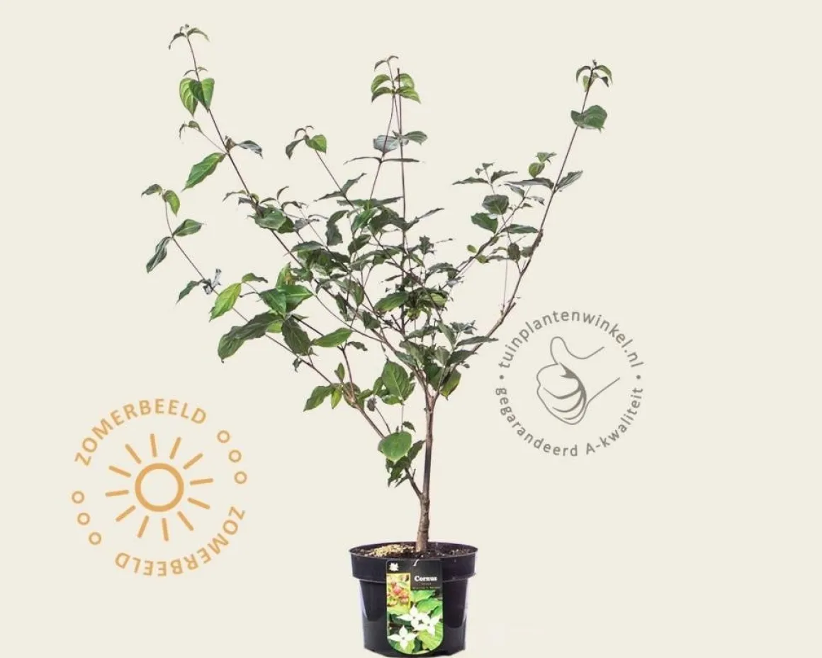 Cornus kousa 'Wieting's Select'