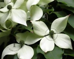 Cornus kousa - XL