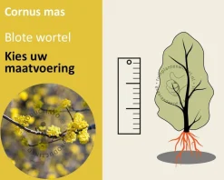 Cornus mas - blote wortel