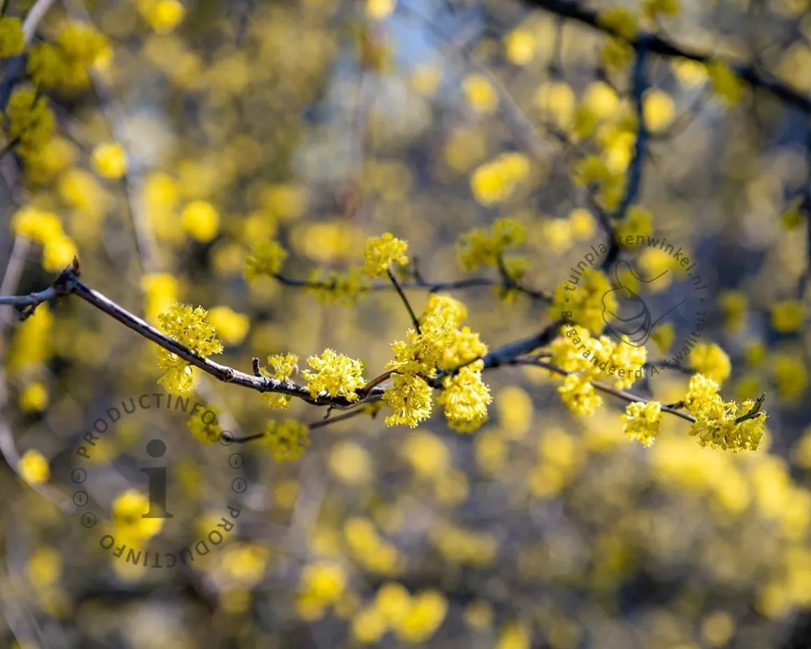 Cornus mas - blote wortel