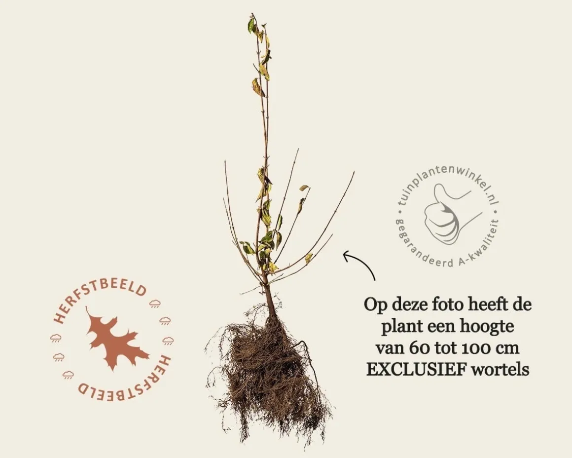 Cornus mas - blote wortel