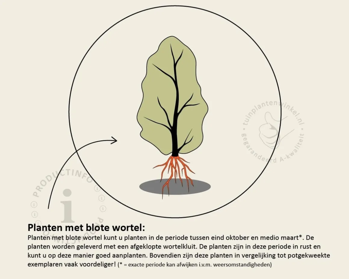 Cornus mas - blote wortel