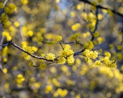 Cornus mas - In rek 120x180 cm