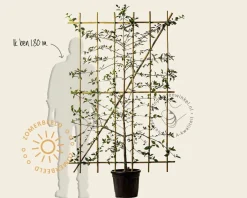 Cornus mas - In rek 120x180 cm