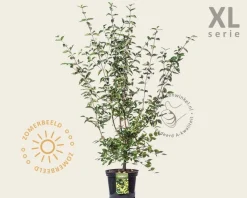 Cornus mas - XL