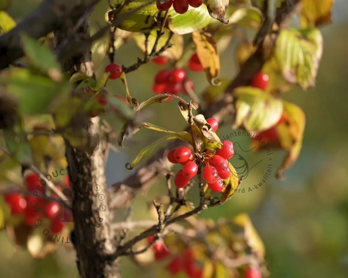 Cornus officinalis 'Robin's Pride'