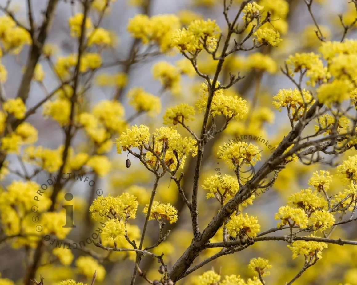 Cornus officinalis 'Robin's Pride'