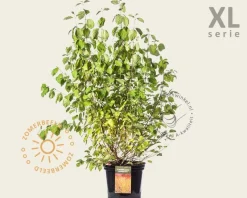 Cornus sanguinea 'Midwinter Fire' - XL