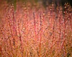 Cornus sanguinea 'Midwinter Fire'