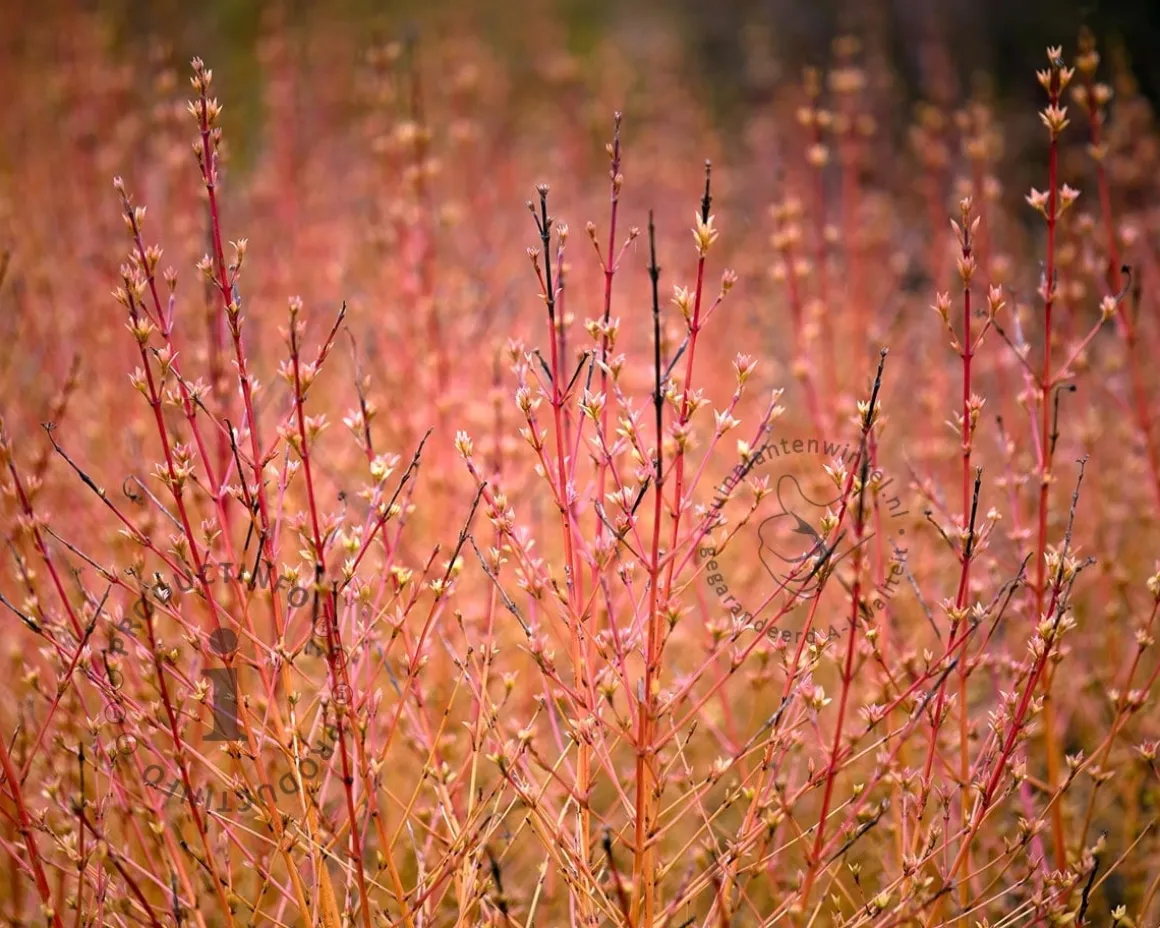 Cornus sanguinea 'Midwinter Fire'