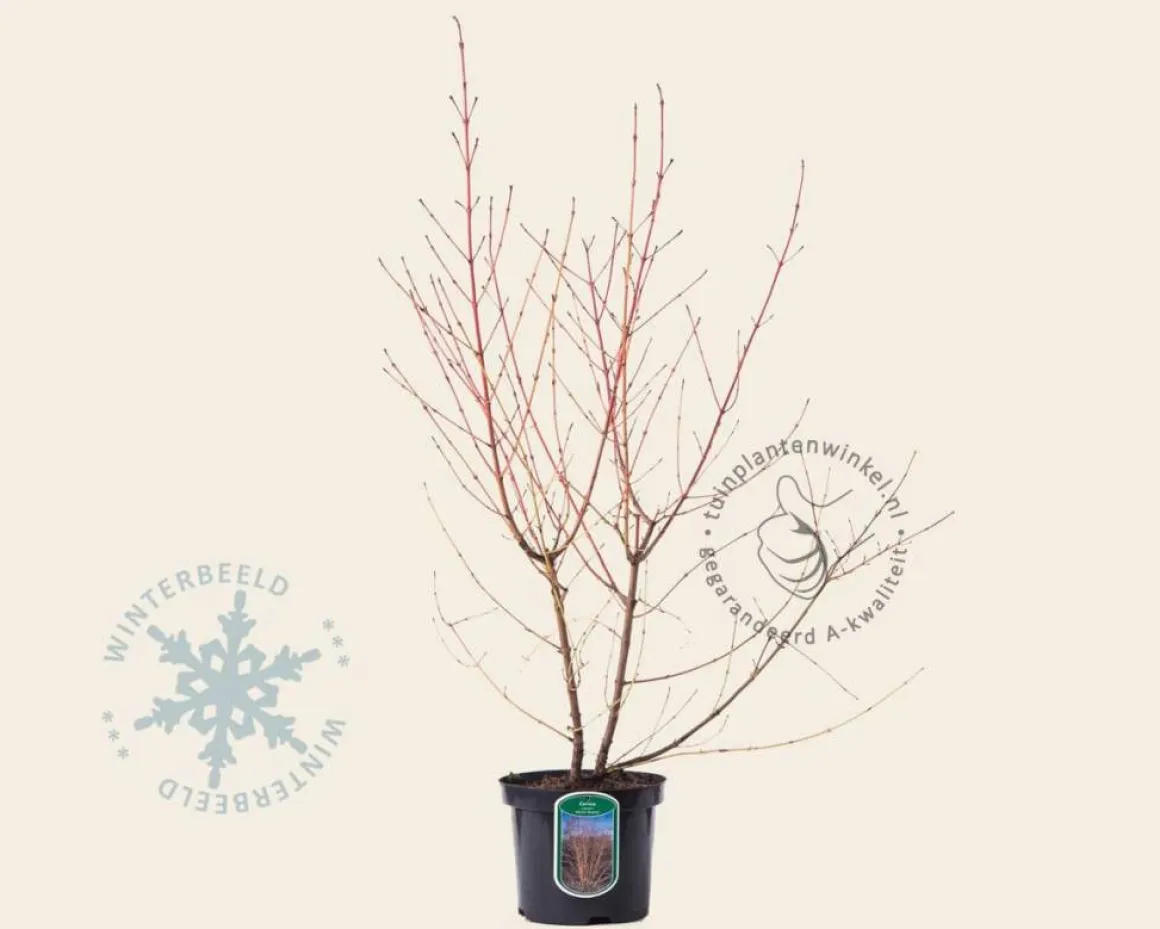 Cornus sanguinea 'Midwinter Fire'