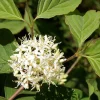 Cornus sericea 'Flaviramea' - XL