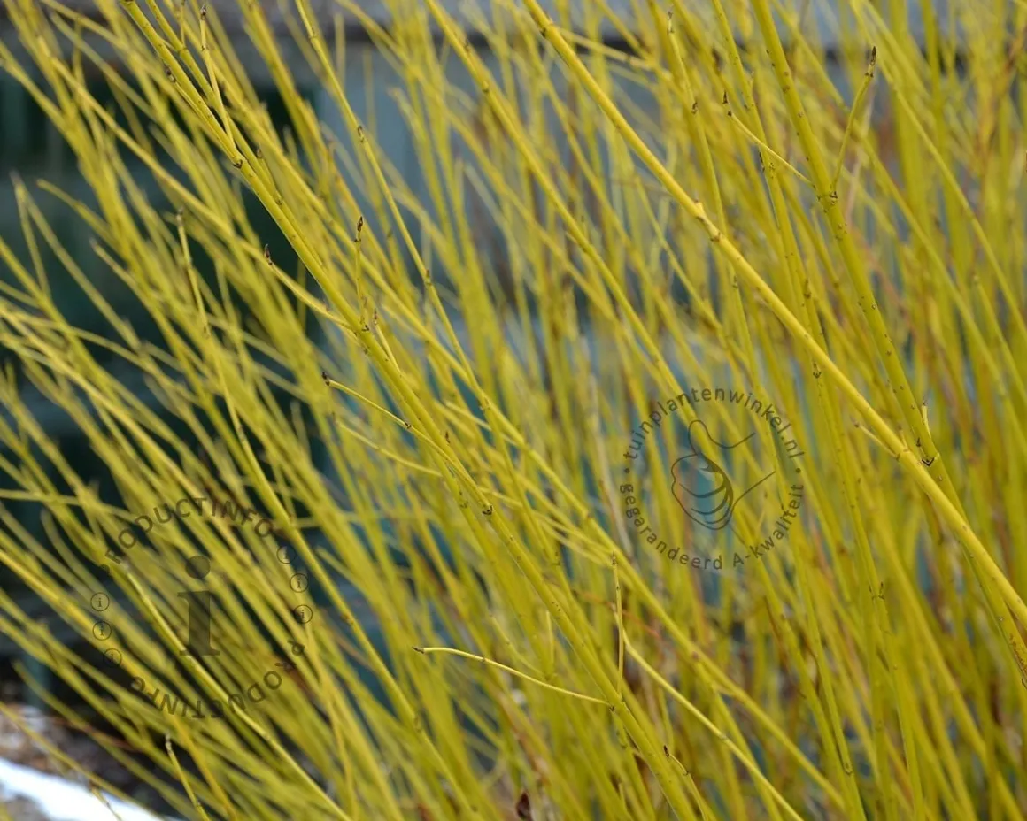 Cornus sericea 'Flaviramea' - XL