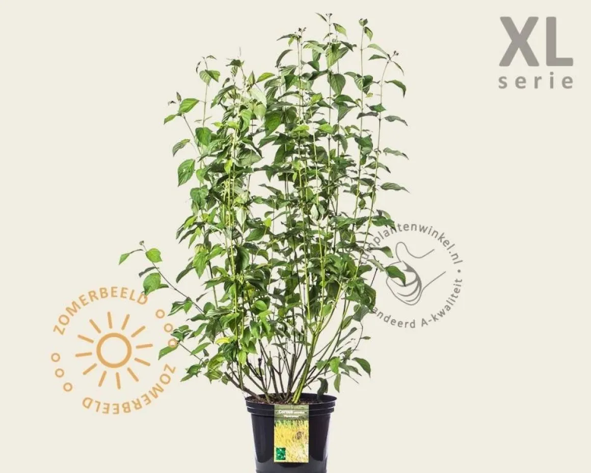 Cornus sericea 'Flaviramea' - XL