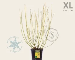 Cornus sericea 'Flaviramea' - XL