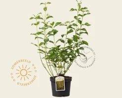 Cornus sericea (stolonifera) 'Flaviramea'