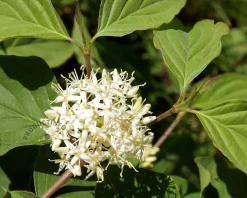 Cornus sericea (stolonifera) 'Flaviramea'