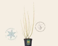 Cornus sericea (stolonifera) 'Flaviramea'