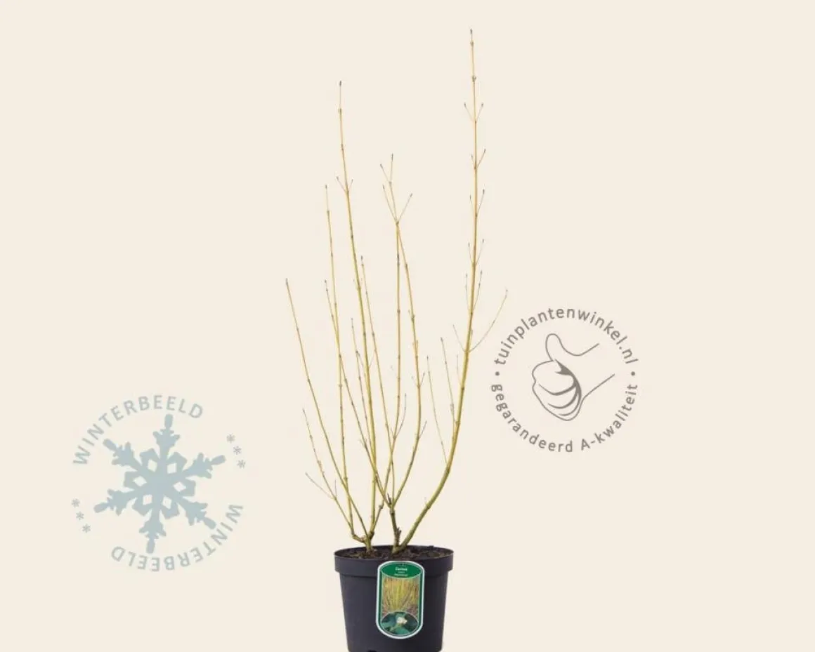 Cornus sericea (stolonifera) 'Flaviramea'
