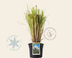 Cortaderia selloana