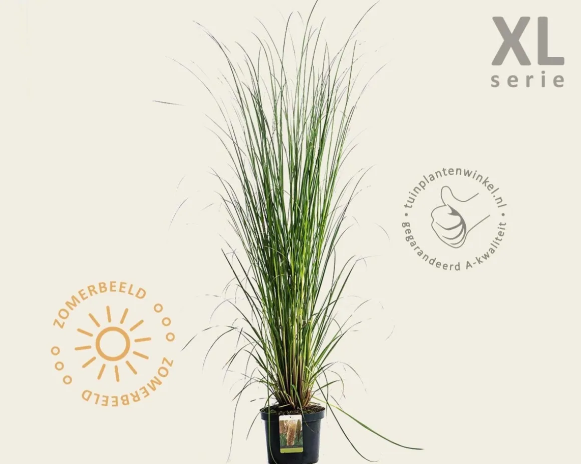 Cortaderia selloana