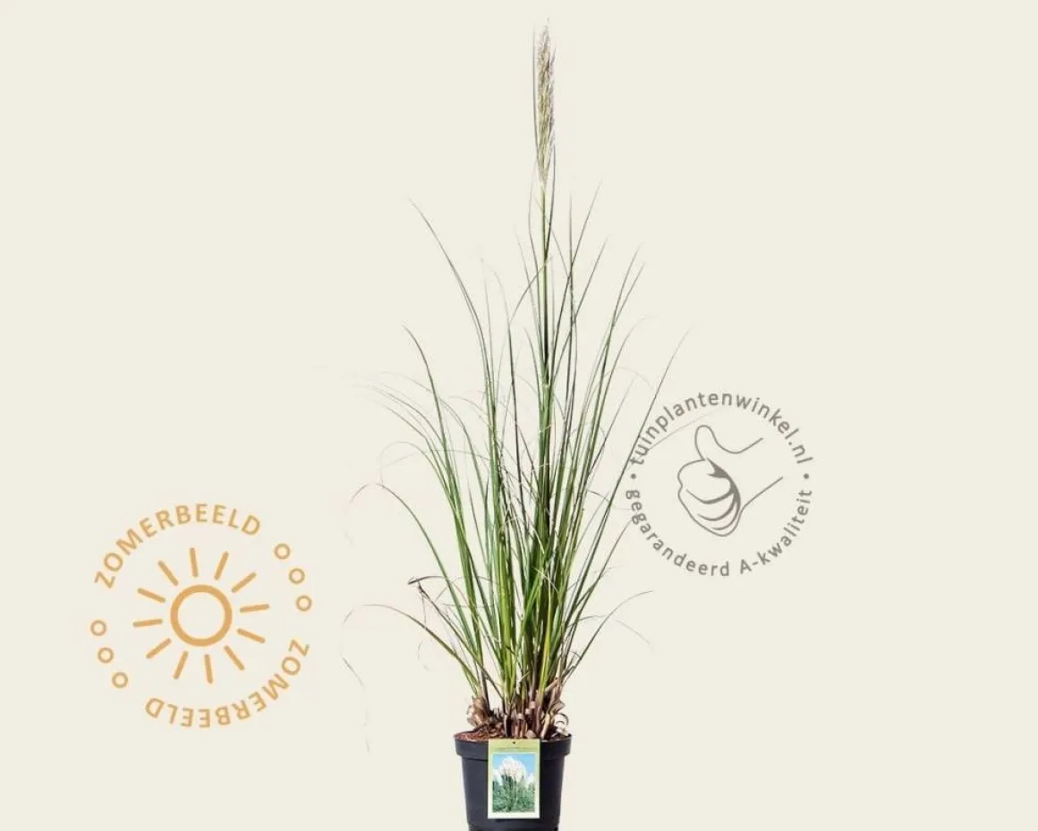 Cortaderia selloana