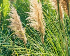 Cortaderia selloana 'Mini Silver Pampas'