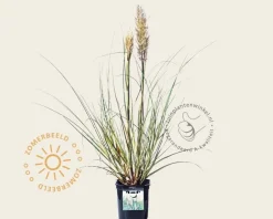 Cortaderia selloana 'Mini Silver Pampas'
