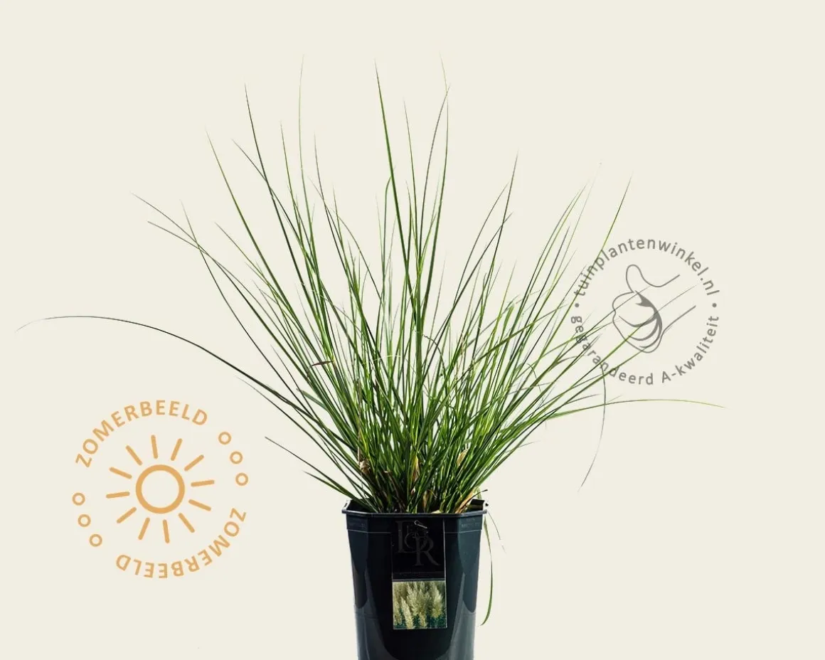 Cortaderia selloana 'Pumila'