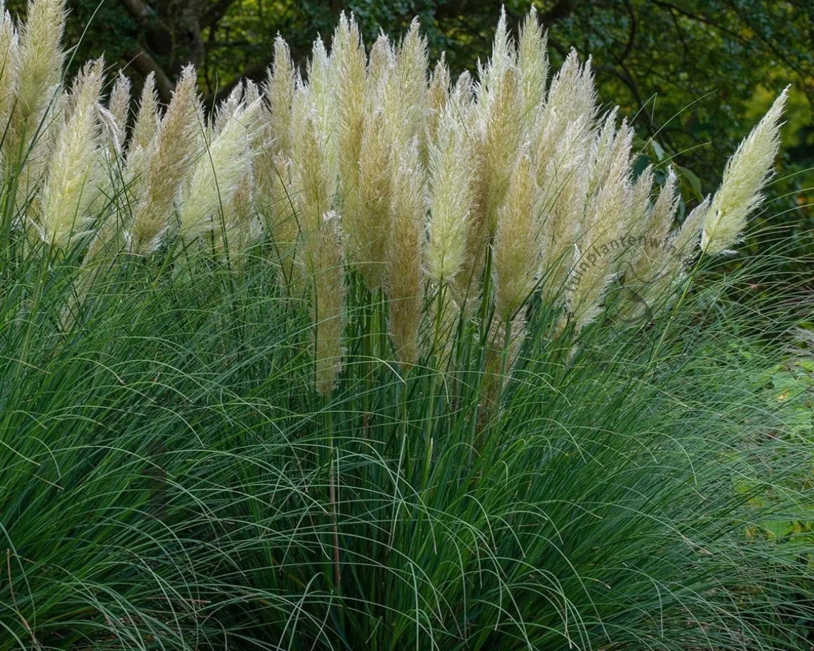 Cortaderia selloana 'Pumila'