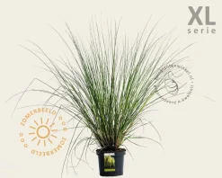 Cortaderia selloana 'Pumila'