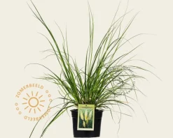 Cortaderia selloana 'Pumila'