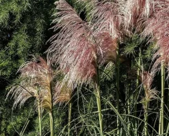 Cortaderia selloana 'Rosea'