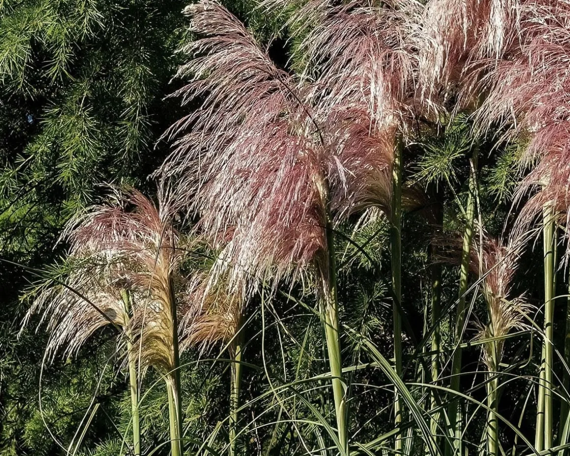 Cortaderia selloana 'Rosea'