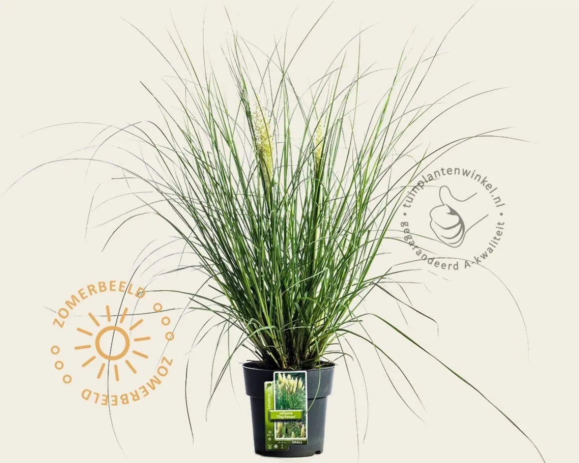 Cortaderia selloana 'Tiny Pampa'