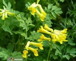 Corydalis lutea
