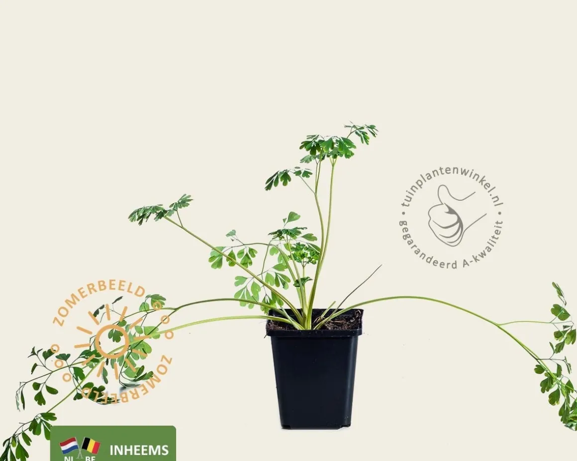 Corydalis ochroleuca