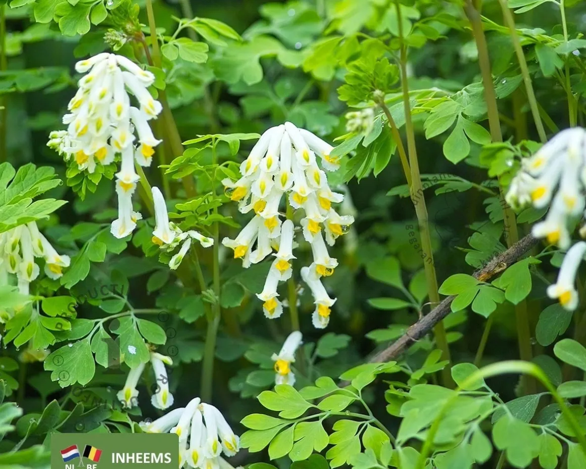Corydalis ochroleuca