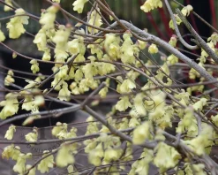 Corylopsis pauciflora - XL