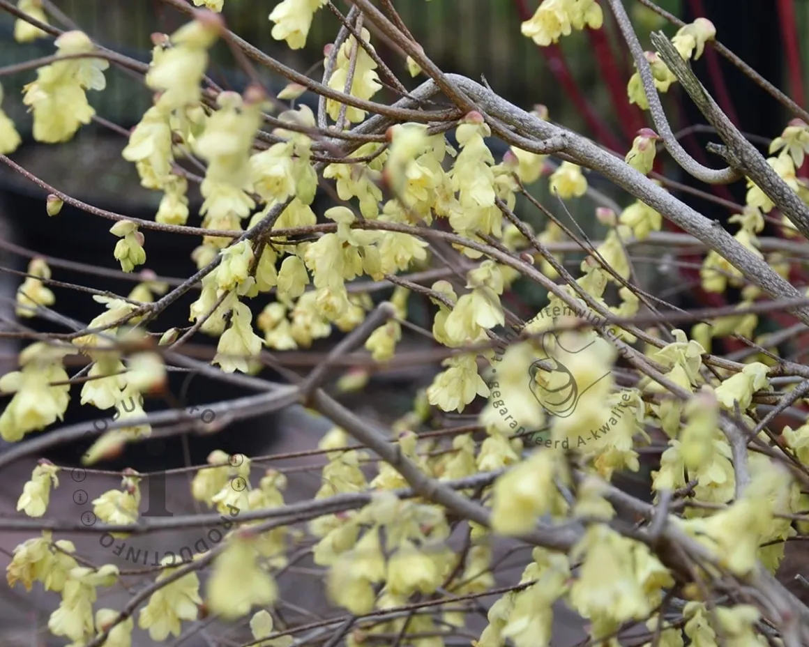 Corylopsis pauciflora - XL